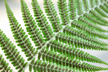 Botanical detail of fern fronds with visible sori under sunlight. Lush green plant texture.