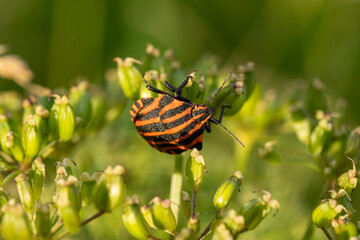 Graphosoma Lineatum on Green Plant – Macro Photo of Red and Black Striped Shield Bug in Natural Environment
