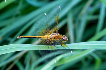 Golden dragonfly with semi-transparent wings resting on green grass blade in summer meadow, macro...