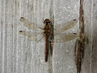 Close-up of a dragonfly resting on weathered wooden surface outdoors, detailed wings and delicate insect body texture, showcasing natural beauty, tranquility, wildlife, nature photography concept