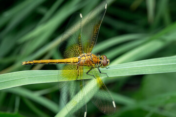 Delicate yellow dragonfly perched on a grass stem in wild green field, macro nature photography with motion-blurred wings and fresh spring-summer atmosphere