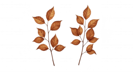 Two delicate branches with multiple brown autumn leaves showcasing detailed veins and serrated edges isolated on transparent background