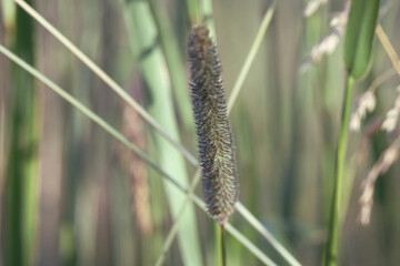 Single dark grass seed head standing out against soft bokeh meadow background, minimal natural...