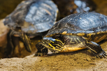 turtle on the sand stone water