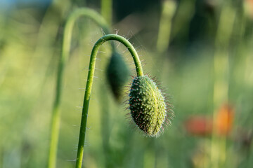Green hairy poppy flower bud hanging on bent stem, macro of plant in early bloom phase with blurred...