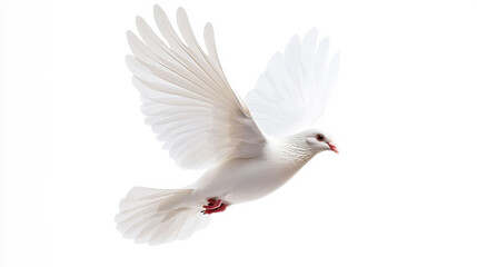 Fototapeta premium White dove soaring gracefully in flight. A white dove is soaring through the air with its wings fully spread, symbolizing peace and freedom.