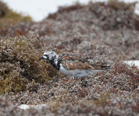 Ruddy Turnstone