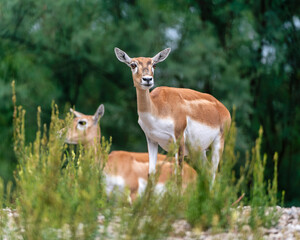 Female Blackbuck Antelope (Antilope cervicapra)