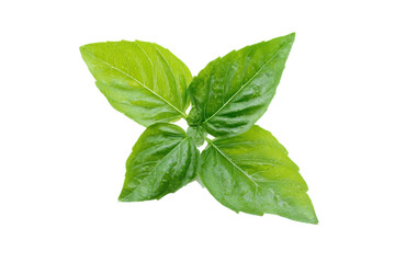Aromatic Fresh Basil Leaves, Vibrant Green Herb Isolated with Transparent Background