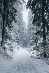 Fototapeta premium Tall snow-laden pines creating serene corridor in winter woods, perspective photograph