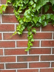 Obraz premium Ivy on Red Brick Wall