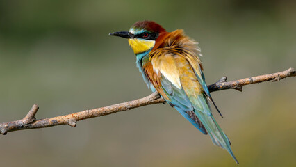 bee eater bird perching on branch