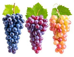 Fototapeta premium Three bunches of grapes, different colors