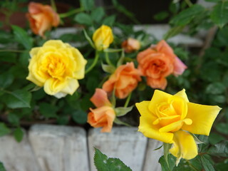 yellow tulips in garden