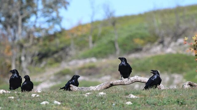 Group of Ravens in the Wild Corvus corax Common Raven. Slow Motion. Close-up.