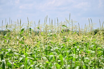 Sweet Corn Plants