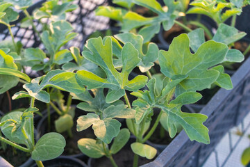 Vibrant Lobed Watermelon Seedlings Emerging in Early Morning Light on a Nursery Tray