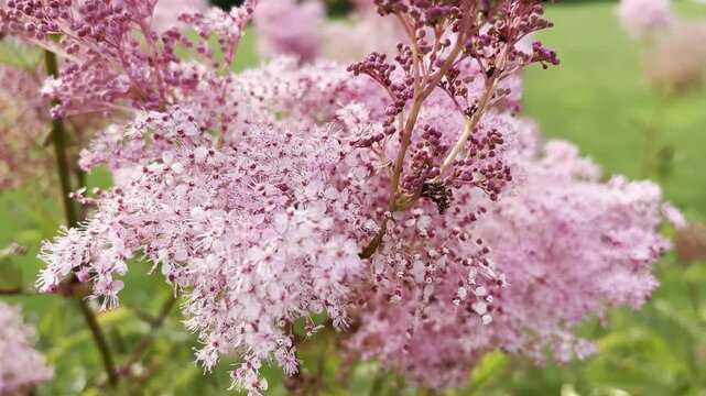 Pink dropwort flowers of filipendula rubra, queen-of-the-prairie pink blooming clouds. Beautiful color meadow flowers in landscape gardening, wild flowers in garden