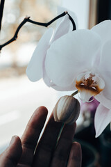 A person's hand gently caresses white orchid bud, showcasing nature's beauty. A close-up shot...