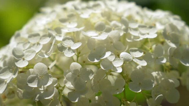 Close-up 4K footage of a blooming white Annabelle hydrangea flower in a sunny garden.