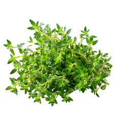 Obraz premium Fresh thyme sprigs isolated on black background for culinary and herbal use