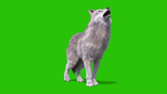 Green Screen Timber Wolf Howls 3D Rendering Animation Animals CGI 4K