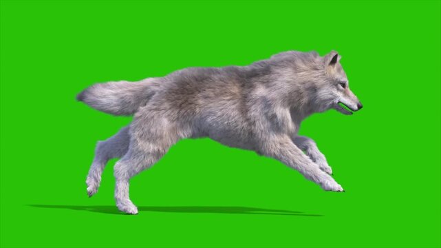 Green Screen Timber Wolf Runcycle Loop Side 3D Rendering Animation Animals CGI 4K