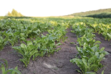 Beetroot with green leaves growing in soil outdoors, closeup