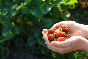 Woman holding fresh strawberries outdoors, closeup. Space for text