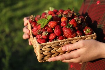 Woman holding basket with fresh strawberries outdoors, closeup