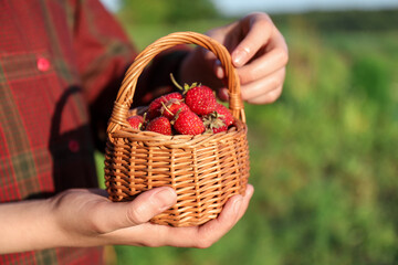 Woman holding basket with fresh strawberries outdoors, closeup
