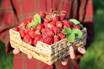 Woman holding basket with fresh strawberries outdoors, closeup
