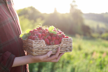 Woman holding basket with fresh strawberries outdoors, closeup