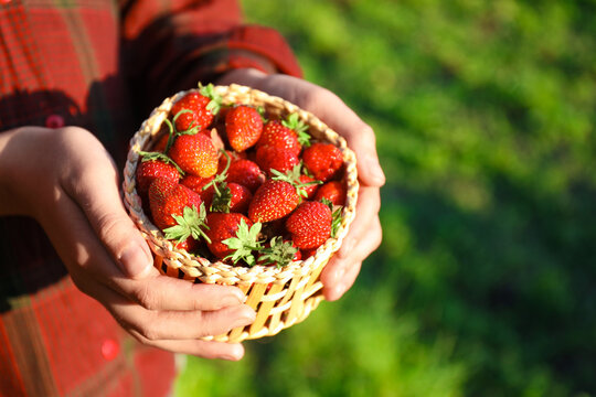 Woman holding basket with fresh strawberries outdoors, closeup. Space for text