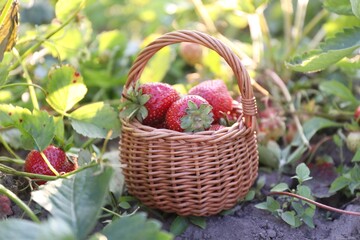Fresh red strawberries in wicker basket outdoors, closeup
