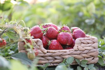 Fresh red strawberries in wicker basket outdoors, closeup