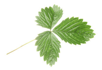 Fototapeta premium Sprig with green strawberry leaves isolated on white