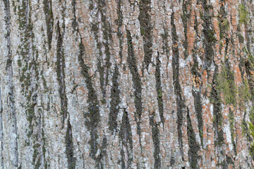 Obraz premium Weathered Moss Speckled Tree Bark Texture in Natural Light