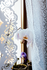 A beautiful white orchid blooms behind a delicate, white lacy curtain on a window sill. A close-up shot of a delicate orchids in full bloom, an elegant, serene atmosphere at home garden.