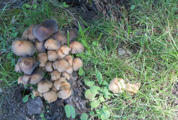 Cluster of Tawny Wild Mushrooms Sprouting from Mossy Decaying Wood in Shaded Lawn