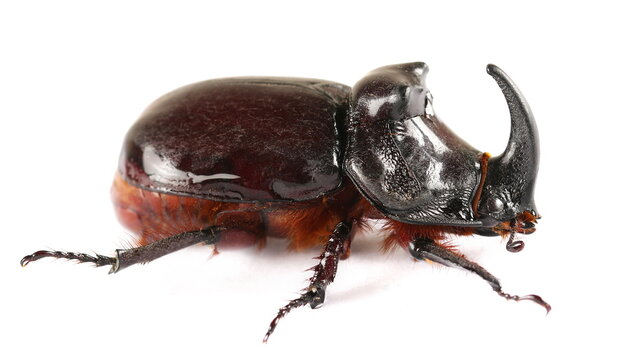 European rhinoceros beetle isolated on white, Oryctes nasicornis
