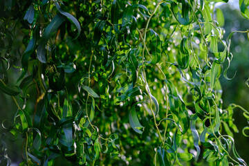 Close-up of curly green leaves illuminated by sunlight, creating a rich texture and vibrant play of light and shadow.