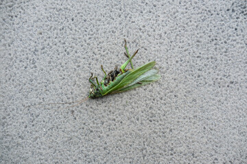 Close-up of a dead green grasshopper lying on a rough concrete surface, legs curled upward, captured in natural light.