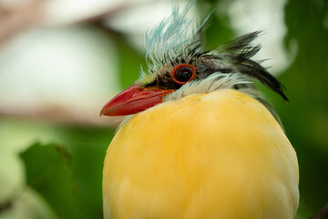  Indochinese green magpie, also known as the yellow-breasted magpie, is a small colorful bird native to the forests of China all the way to Vietnam