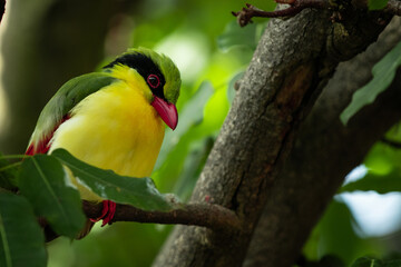  Indochinese green magpie, also known as the yellow-breasted magpie, is a small colorful bird native to the forests of China all the way to Vietnam