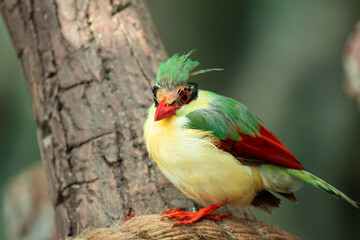  Indochinese green magpie, also known as the yellow-breasted magpie, is a small colorful bird native to the forests of China all the way to Vietnam