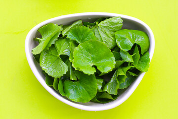 Gotu kola, fresh green leaves