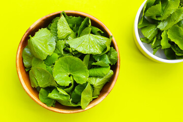 Gotu kola, fresh green leaves