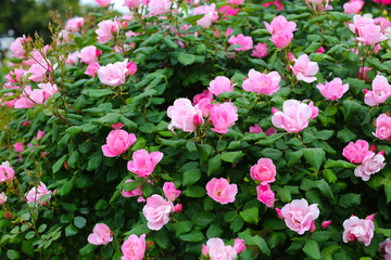 A beautiful rose bush in a public park in Japan