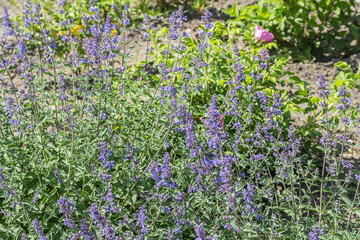 Salvia officinalis, lavender flowers in the garden.
